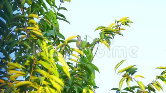 早晨在树枝上栖息的麻雀视频的预览图