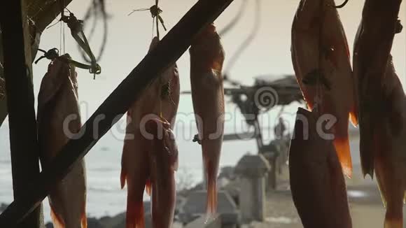 科纳克里出售新鲜的邦加沙德鱼视频的预览图