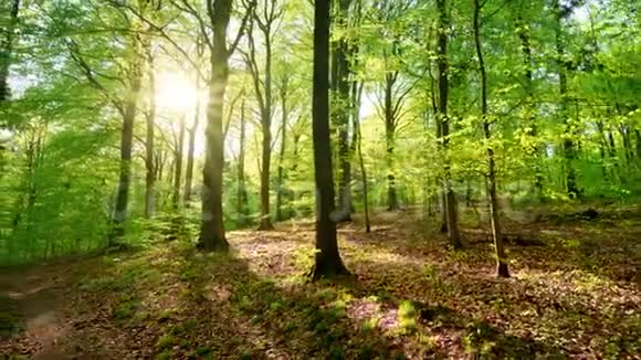 太阳把美丽的光线投射到清新的绿色森林里时间流逝视频的预览图