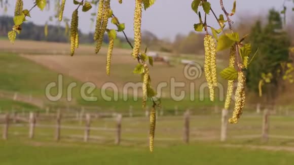 春天农场围栏附近的桦树小树林特写镜头开始视频的预览图