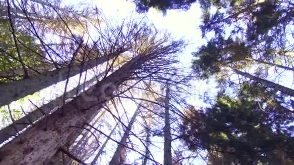 森林底部的枯树干枯视频的预览图