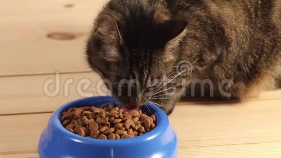 禁忌猫吃猫粮视频的预览图