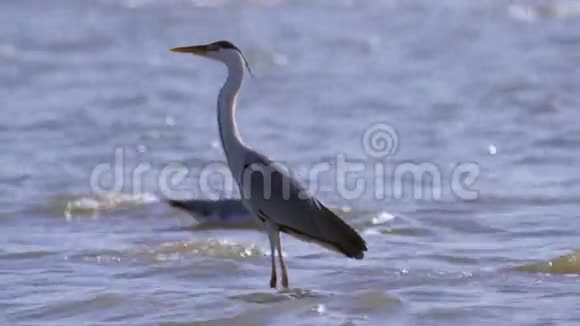 灰鹭鸟Ardeacinerea站在浅水中休息视频的预览图