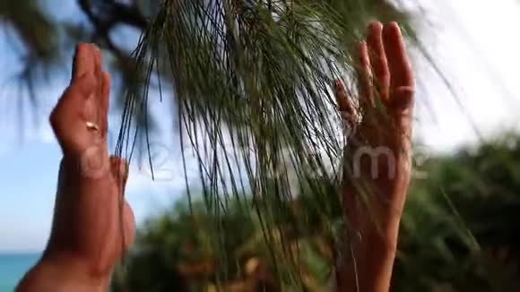 针叶树和心爱的视频的预览图