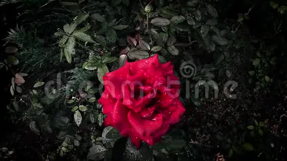 美丽的红玫瑰在雨滴在风中激荡视频的预览图
