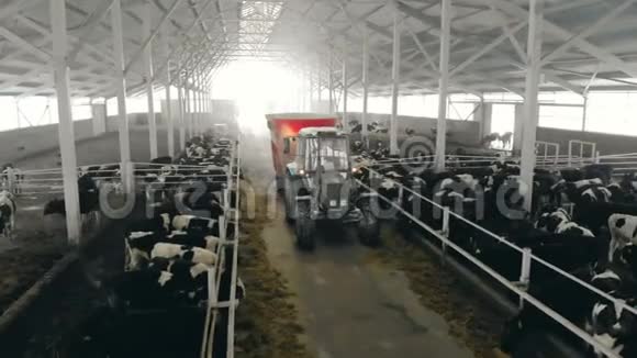 一辆拖拉机上的农夫用一条小路喂奶牛关门视频的预览图