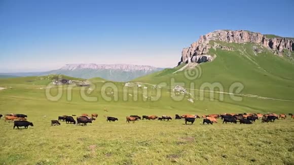 在一个阳光明媚的夏日在北高加索因纳尔高原脚下的高山绿色悬崖上放牧视频的预览图