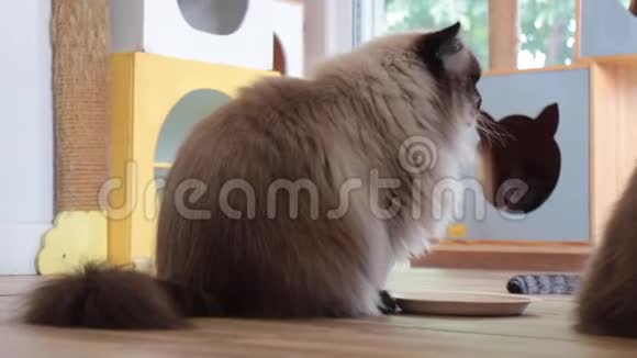 喜马拉雅猫需要更多的零食视频的预览图