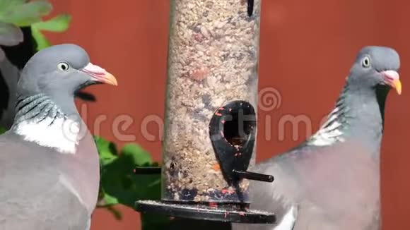 木鸽子学习如何从小鸟饲养器中偷种子视频的预览图