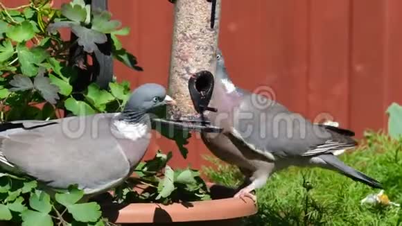 木鸽子学习如何从小鸟饲养器中偷种子视频的预览图