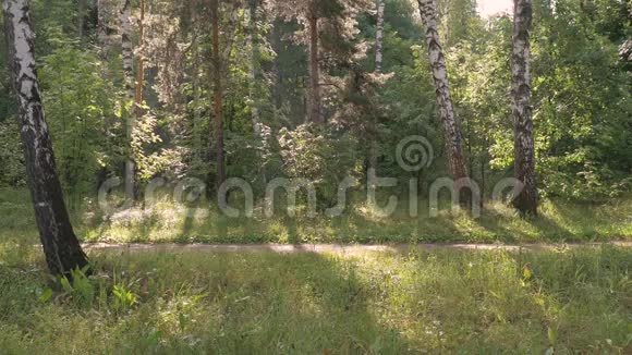 一个中年男人做运动他在森林里跑来跑去追求健康的生活方式夏日阳光明媚视频的预览图