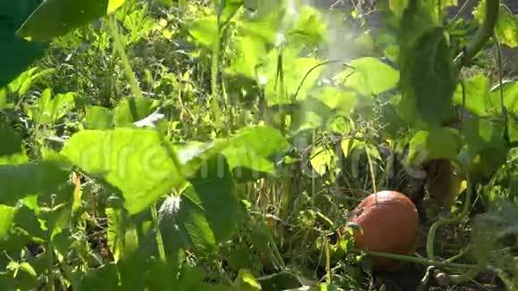 农民用喷雾器给农场里的南瓜蔬菜施肥4K视频的预览图