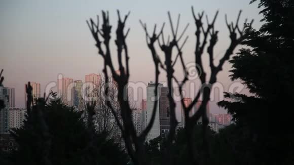 夕阳下树枝剪影和城市建筑视频的预览图
