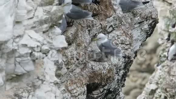 生活在英国东约克郡剪切粉笔悬崖上的基蒂瓦克海鸥家族视频的预览图
