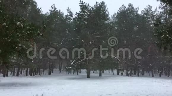 松树背景下的雪视频的预览图