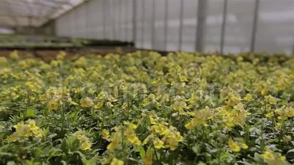 多汁的绿色花在温室里一个巨大的现代温室有一个玻璃屋顶在温室里种花视频的预览图