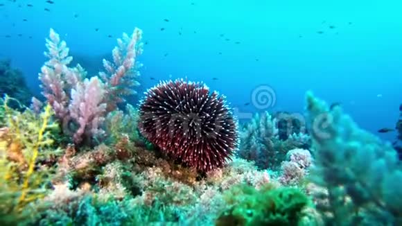 水下场景海胆在五颜六色的鱼视频的预览图