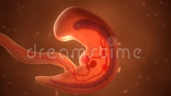 有内脏的胎儿发育时间视频的预览图