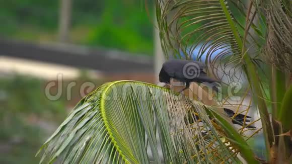 椰子棕榈上的乌鸦视频的预览图