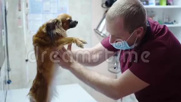 兽医在接待处检查狗视频的预览图