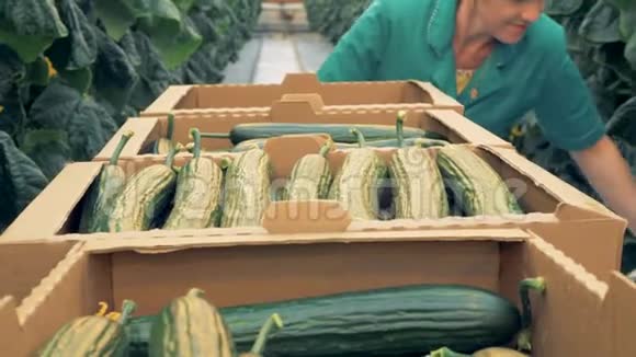女暖房工人正在寻找成熟的黄瓜来收集视频的预览图