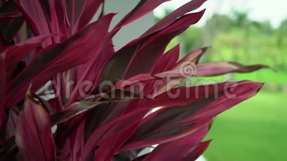 热带红植物叶片视频的预览图
