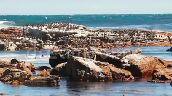 鸟儿坐在岩石上挨着破碎的海浪视频的预览图