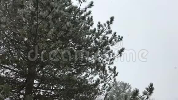 大雪和常青树视频的预览图