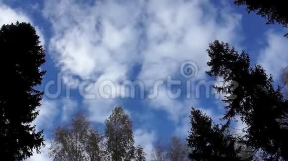白云飘过天空的森林杉树加速拍摄视频的预览图