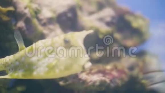 黄鱼牛在海洋馆游泳美丽的水下生活和海洋世界视频的预览图