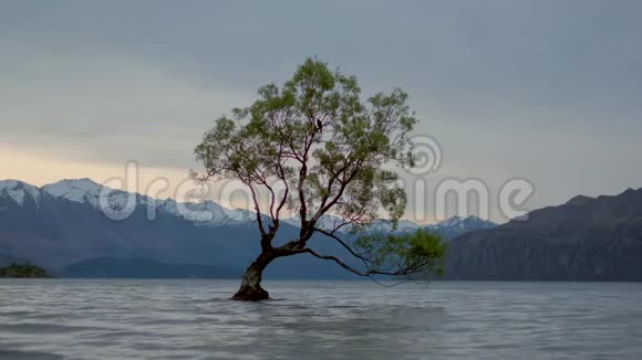 新西兰万达卡的万卡树视频的预览图