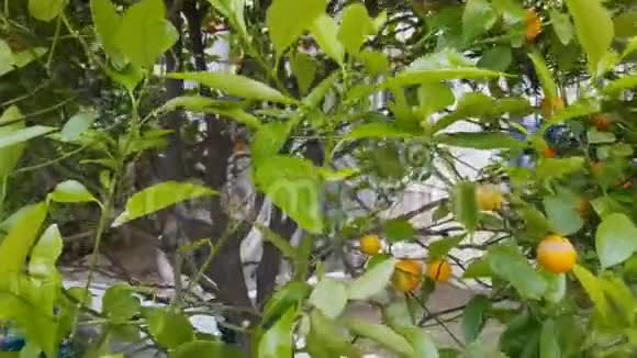 地中海气候有水果的普通话树有机健康食品视频的预览图