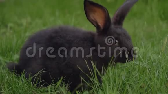 黑滑稽的兔子大耳朵在绿色草地和草地上跳动视频的预览图