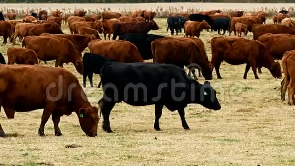 大牧牛在牧场放牧牛公牛牛犊一起在围场视频的预览图