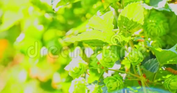 树枝上的绿色新鲜啤酒花锥啤酒和面包的配料视频的预览图