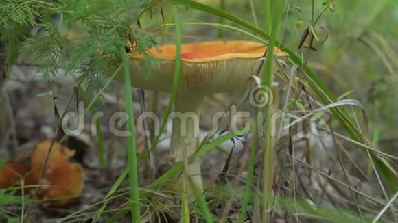 青草中成熟的蘑菇夏日森林的景象绿叶和白菇天然蘑菇生长生态旅游视频的预览图