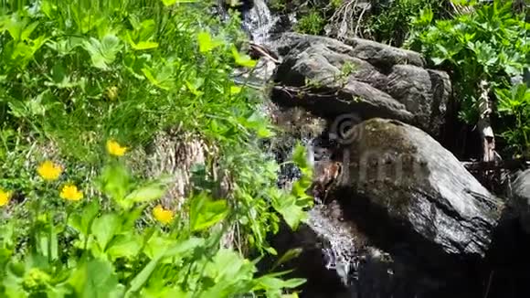 意大利阿尔卑斯山的小溪干净和纯净的水视频的预览图