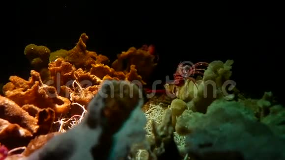 美丽的伽利略螃蟹水下视频的预览图