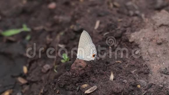 蝴蝶栖息在泥土上视频的预览图