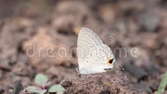 蝴蝶栖息在泥土上视频的预览图