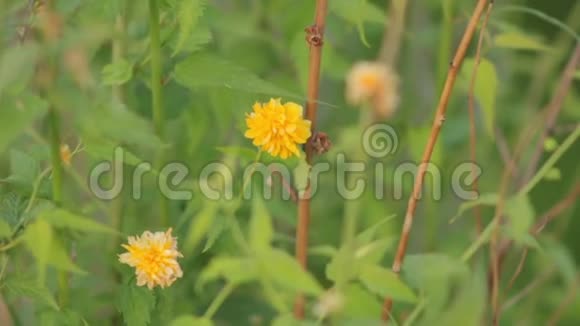 有黄色花朵的灌木视频的预览图