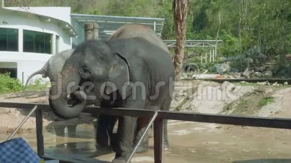动物园里游客手中的小象视频的预览图