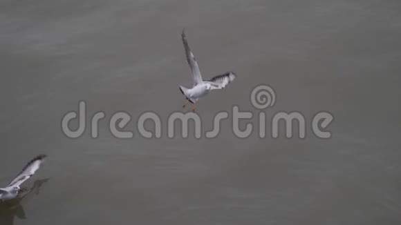 海鸥从水中飞起来视频的预览图
