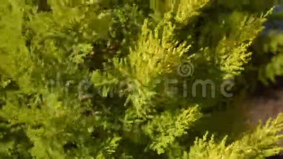 植物在树上摇摆视频的预览图