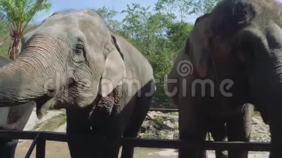 在泰国动物园里接近大象视频的预览图