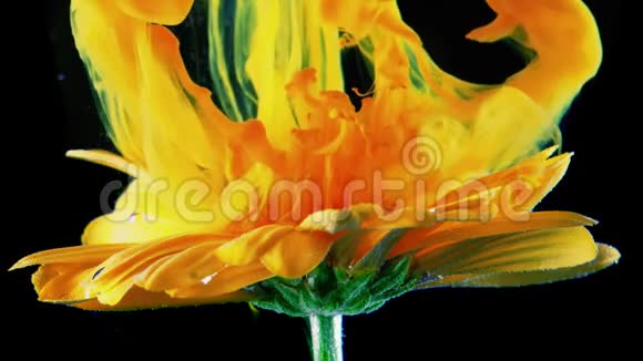 黄色的花朵在水下与绿色的墨水反应和创造抽象的云形可用作过渡视频的预览图