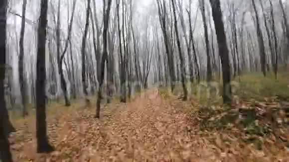 FPV无人驾驶飞机在雾蒙蒙的天气中快速穿越秋天的森林视频的预览图