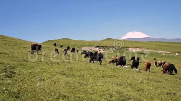 在一个阳光明媚的夏天奶牛在北高加索Innal高原脚下的一个高山绿色悬崖上觅食这就是视频的预览图