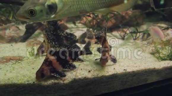 水族馆底部的小彩色鱼吃食物视频的预览图