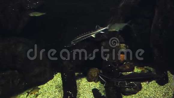 水生植物和石头中水族馆中的大型梭鱼视频的预览图